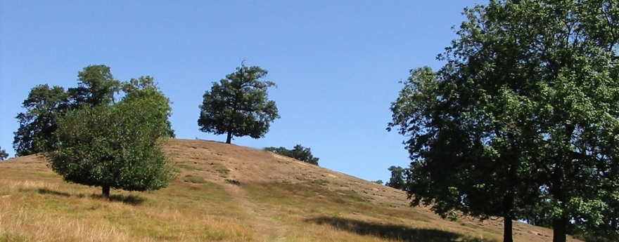 cracks-hill-avatar
