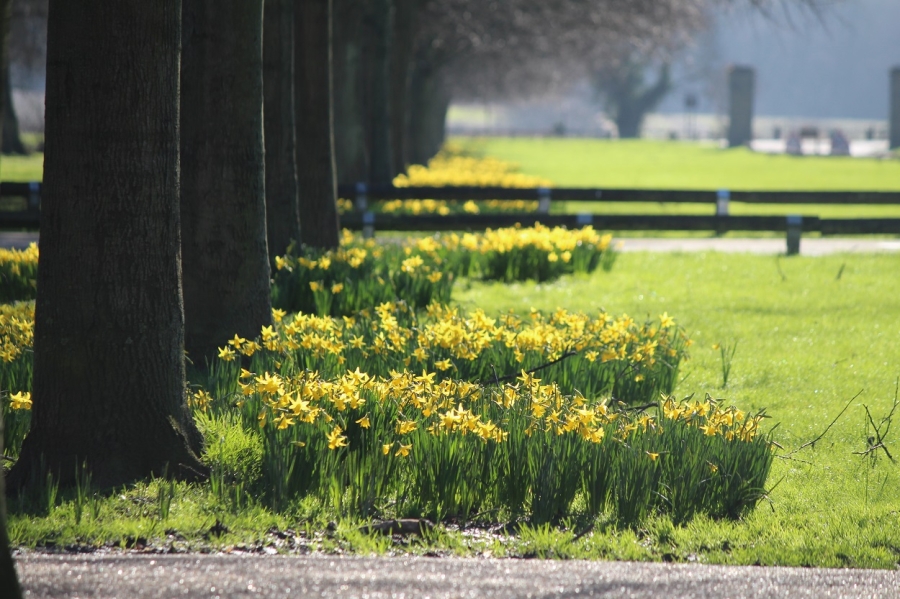 Daffodils_and_the_drive___MB_11_02_2016